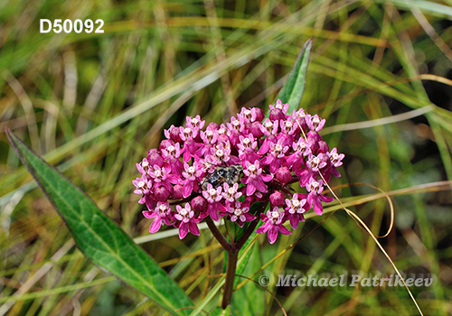 Swamp Milkweed (Asclepias incarnata)